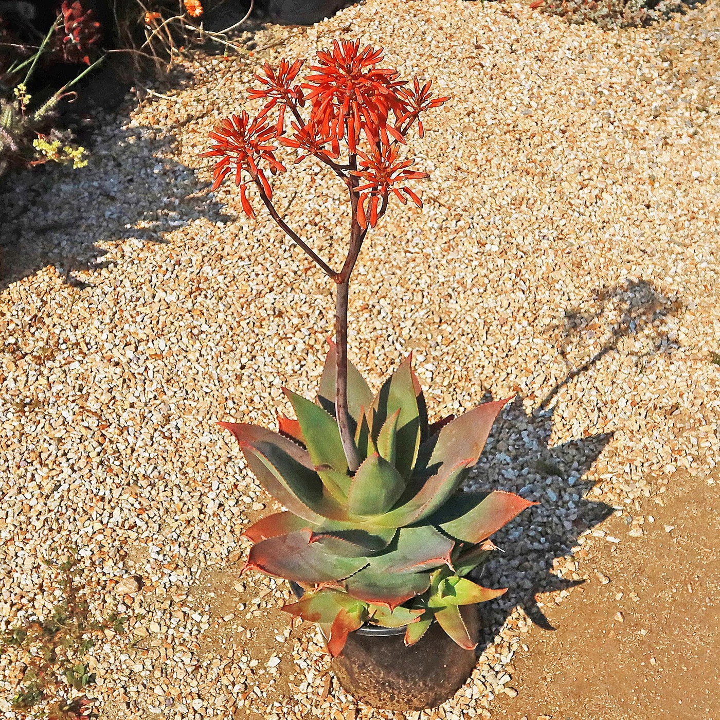 Aloe Striata Hybrid, Ghost Aloe, Coral Aloe, 5 Seeds. Free Shipping!