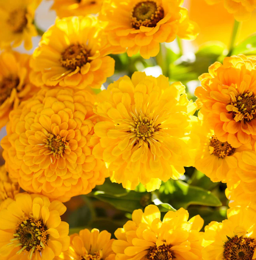 Zinnia CANARY BIRD Double Blooms Cut-Flowers Butterflies Non-GMO 100 Seeds