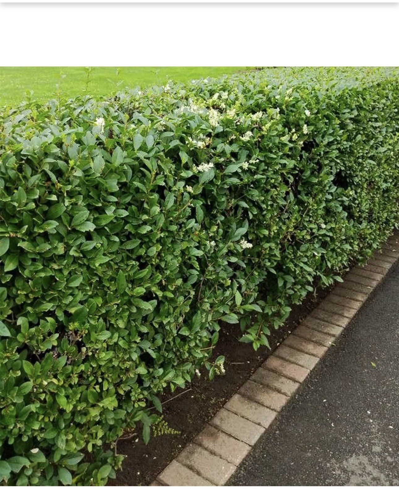 Wild Privet Common Privet European Privet 30 Seeds Non GMO