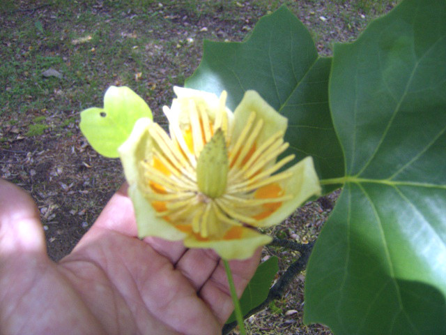 15 TULIP TREE SEEEDS ( Liriodendron tulipifera )