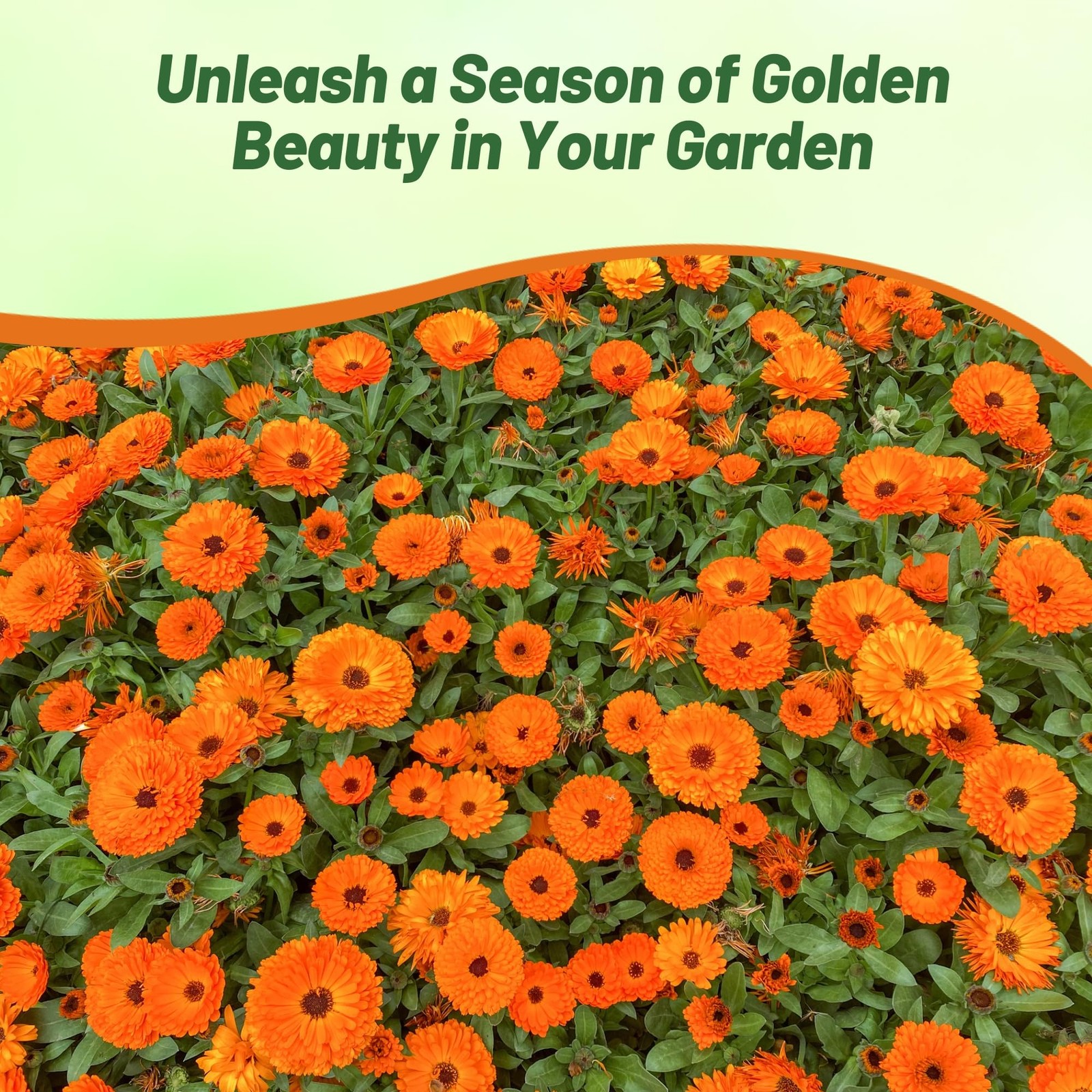 1000 Seeds Pot Marigold Seeds Drought Resistant Calendula Officinalis