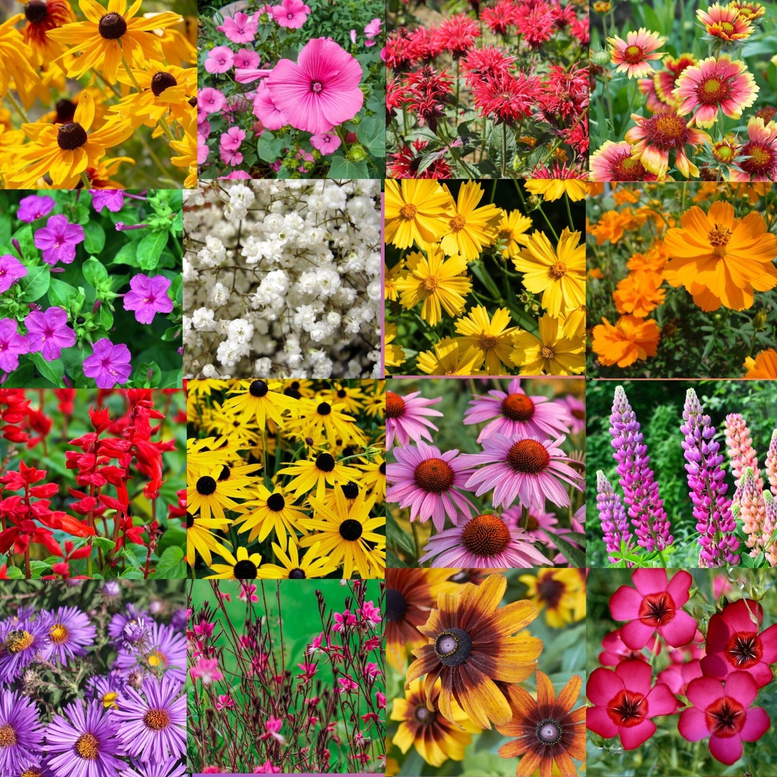 1/2 LB Southeastern US Bulk Wildflower Seed Mix 1lb Covers 2,000sq-ft