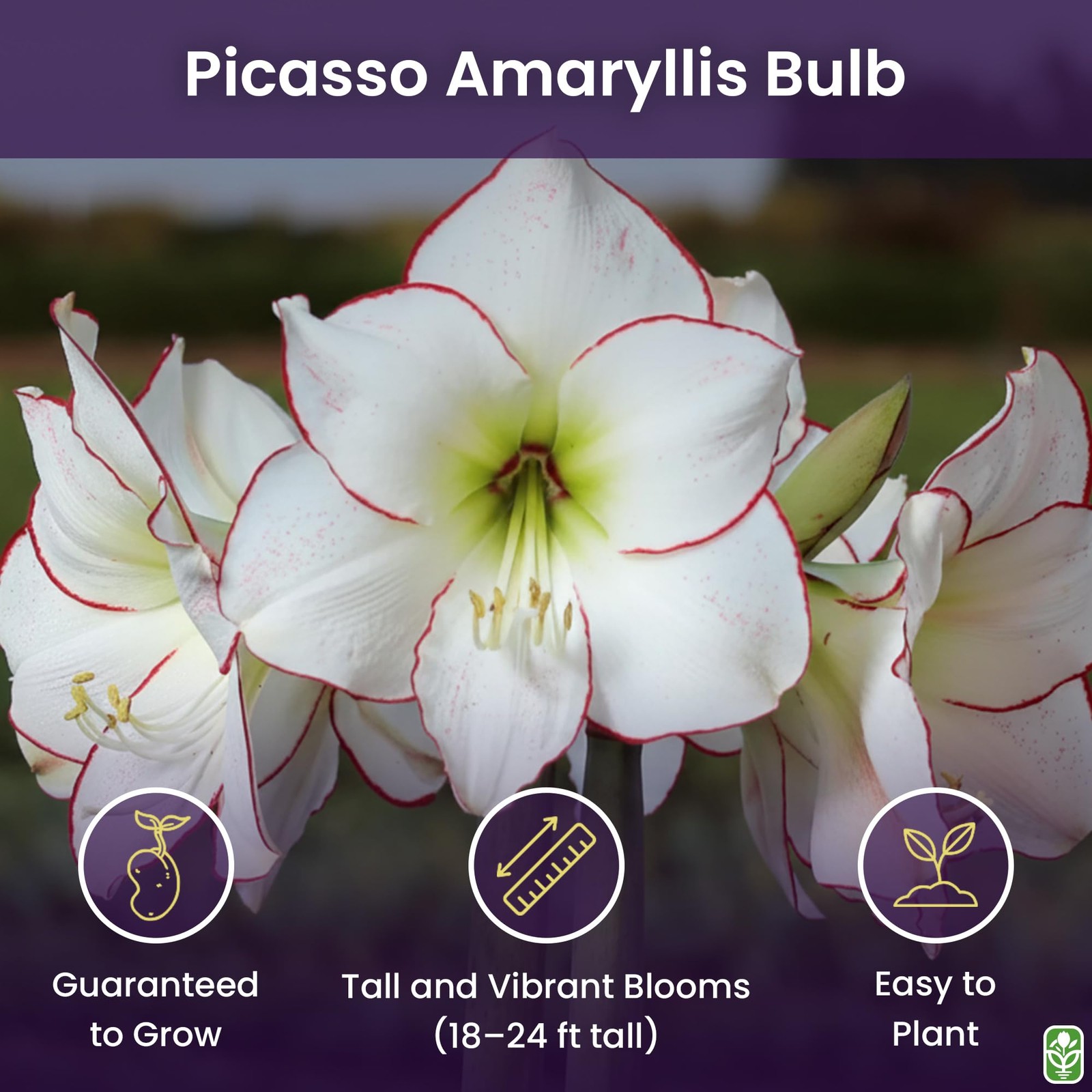 Picasso White Amaryllis Bulb – Large Bulb for Planting, Pink/Red Edges, 4-8 B…