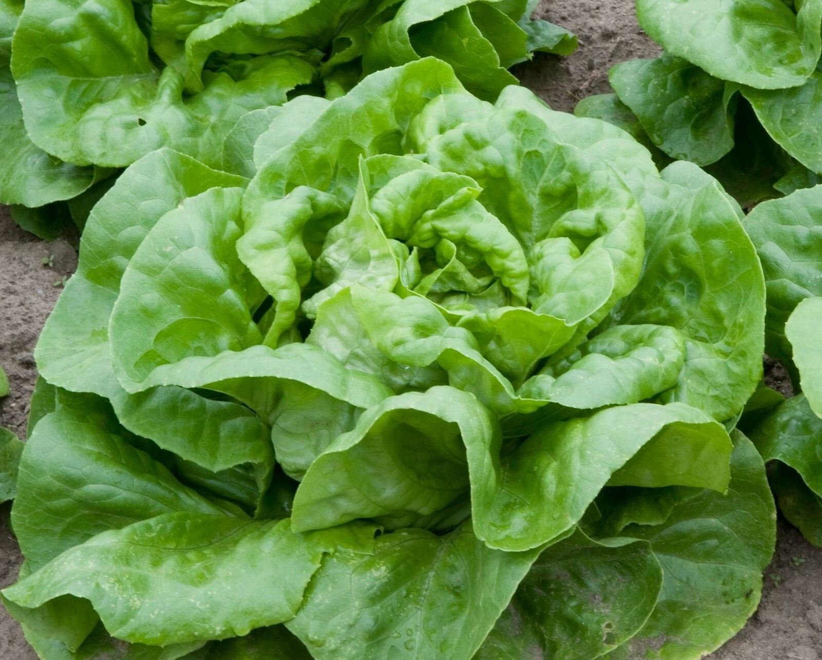 2,000+ Buttercrunch Lettuce Seeds- 2021- Buttery Flavor!