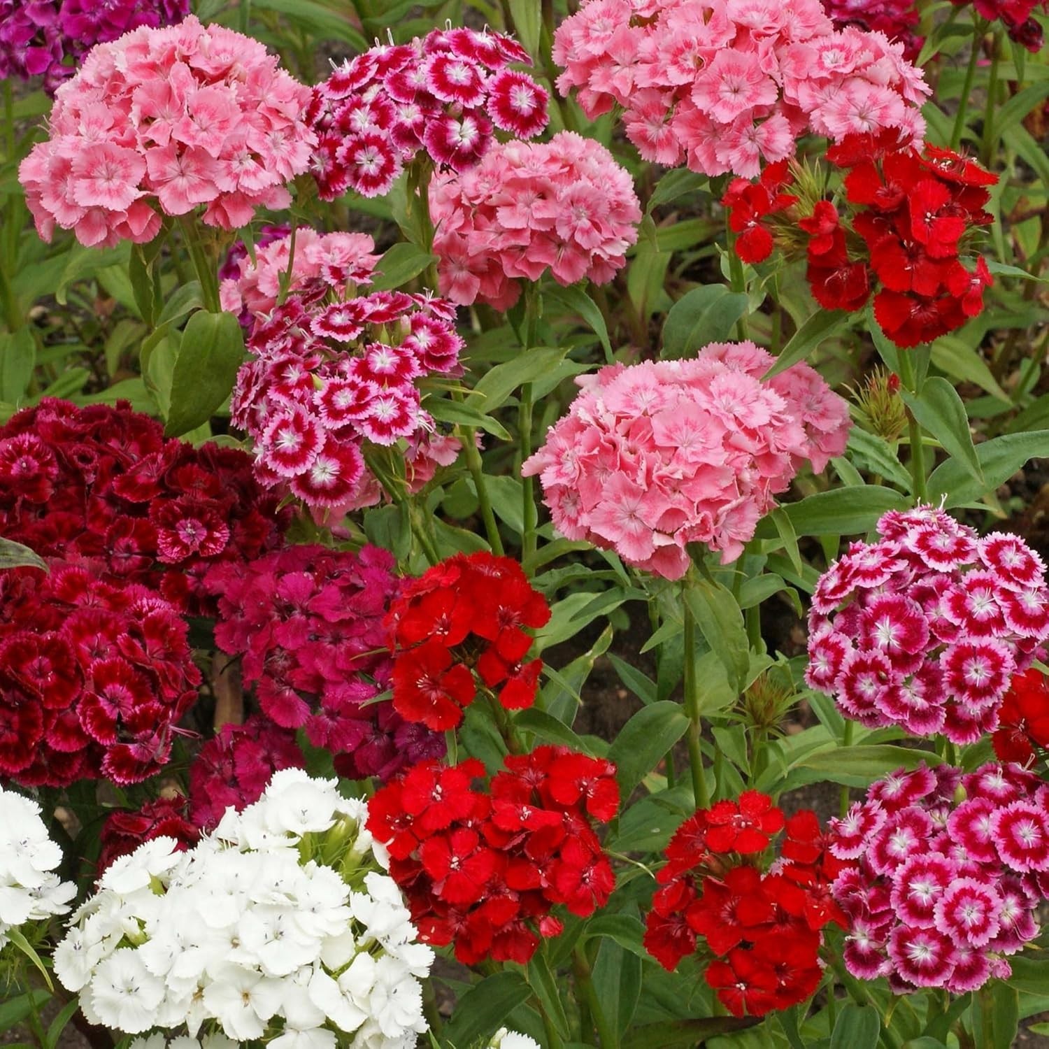 Sweet William Dianthus Seeds – 1/4 lb Fragrant Perennial Blooms for Pollinators
