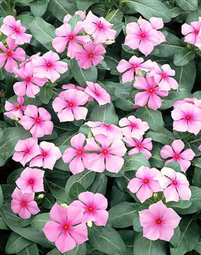 Pink Vinca Seeds, Pink Periwinkle Seeds, Bulk Seeds, Heirloom Non-Gmo, 250ct