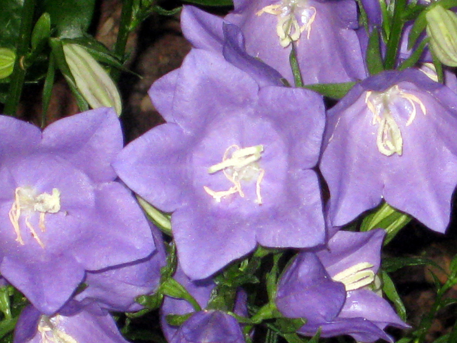 PEACH LEAF BELLFLOWER, 265 SEEDS BLUE AND WHITE MIX, campanula persicifolia