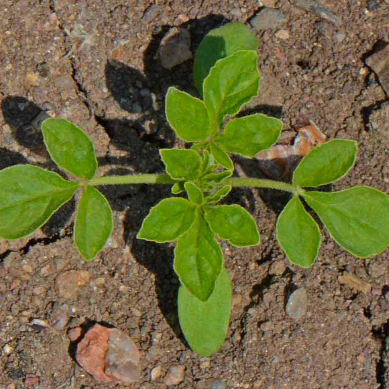 Seed Needs Cleome Seeds for Planting Spider Plants – Heirloom & Open Pollinated