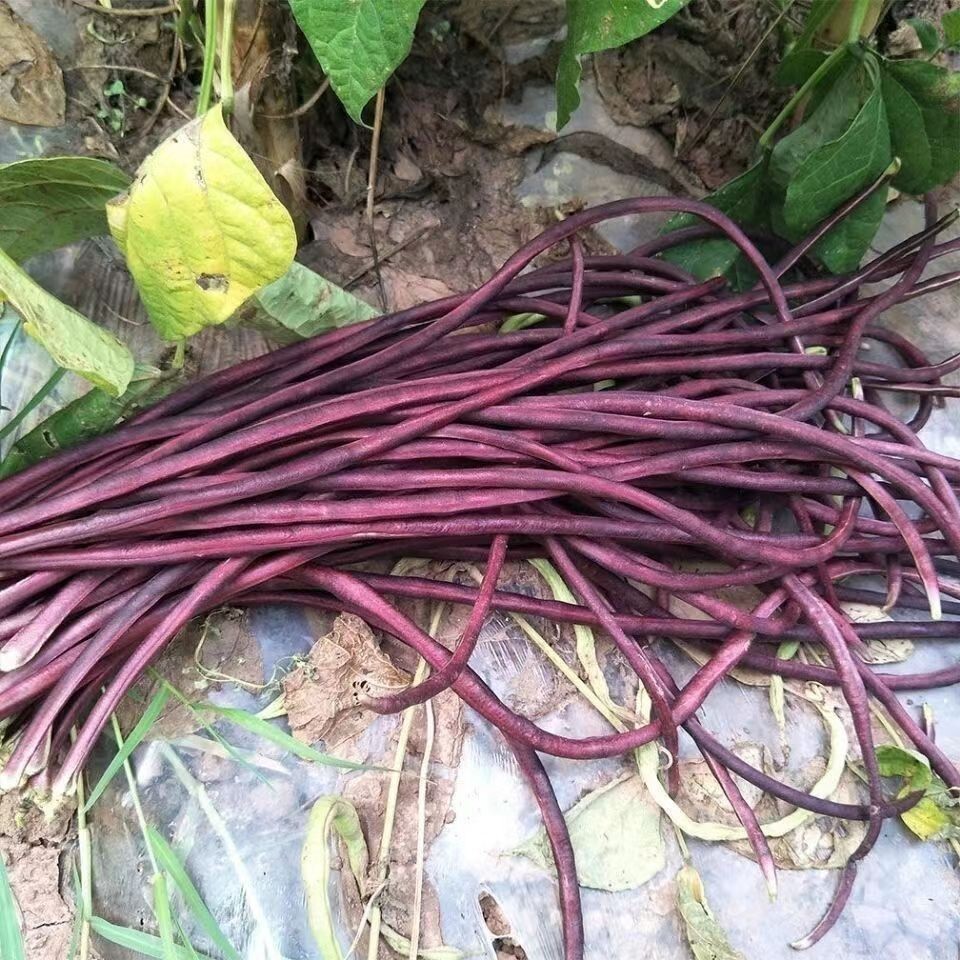 20+ Purple-red Yard Long Bean seeds Asian Chinese Noodle Bean String beans USA