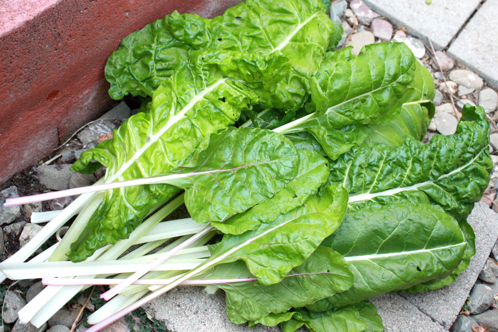 swiss chard, FORDHOOK SWISS CHARD, for fresh salad greens, 105 seeds! GroCo