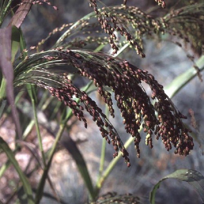Violet Panic Grass Seeds 100 Ornamental Grass Seeds Switch Grass
