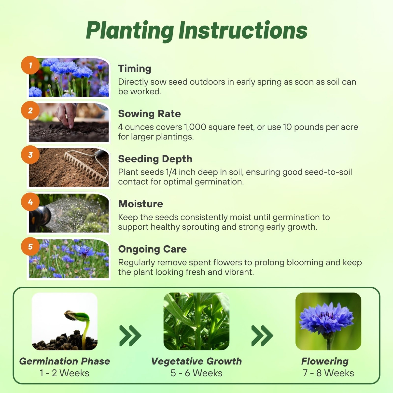 Blue Cornflower Seeds – 1 lb Annual Bachelor’s Button for Cut Flower Gardens, Dr