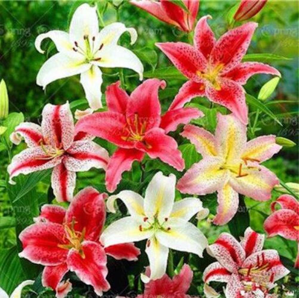 25pc LILY SEEDS Garden Plant Flower rare bloom exotic USA seller B FREE shipping