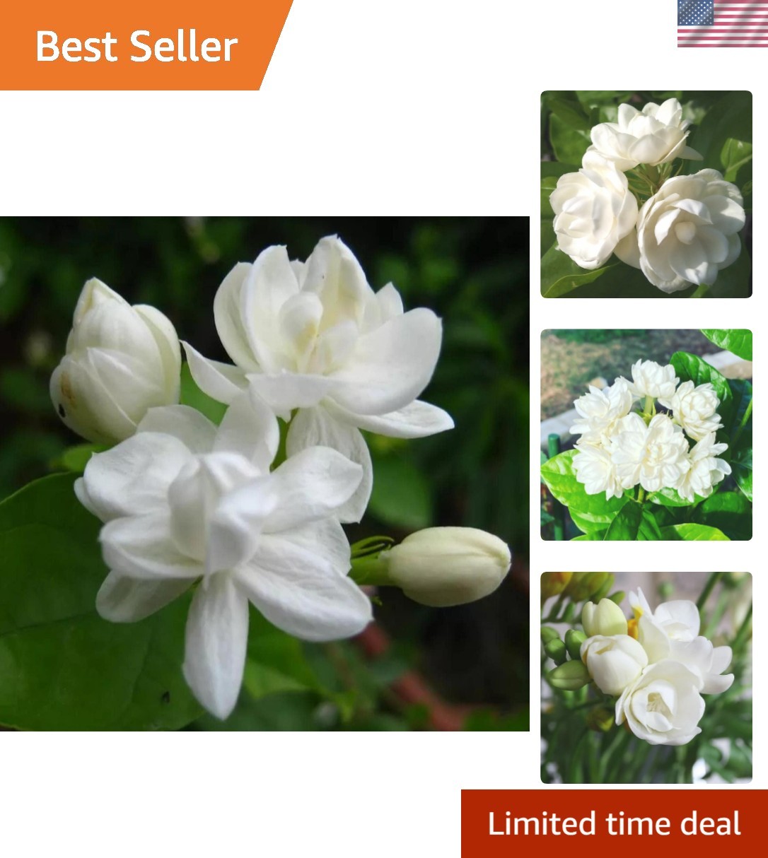 200+ Climbing Jasmine Flower Seeds – Fragrant Non-GMO Choice for Garden Elegance