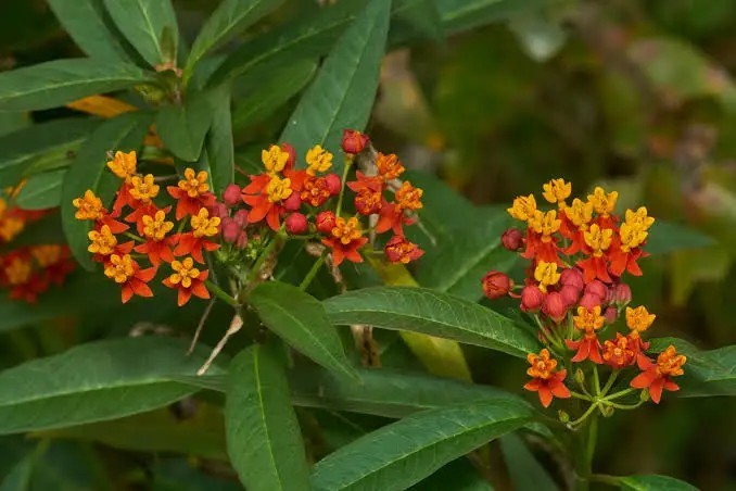 8 Puerto Rican Grown Mexican Butterfly Weed Seeds Algodoncillo Organic