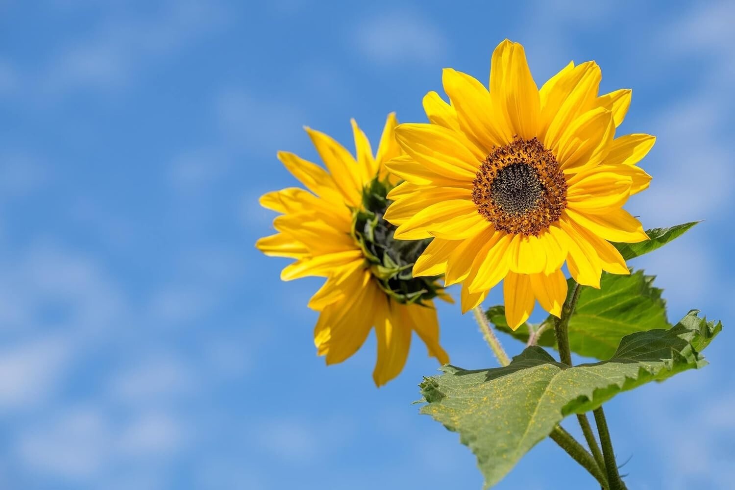 26 Slightly Assorted Flower Seeds! ? Great for Bees, Birds, and Butterflies!