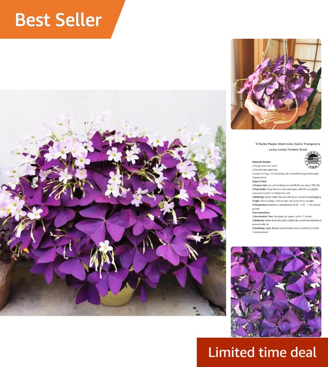 12+ Purple Shamrocks Bulbs – Oxalis Triangularis for Lucky Indoor/Outdoor Growth