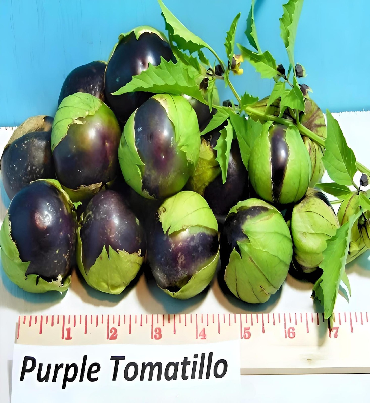 Purple, Tomatillo ABS