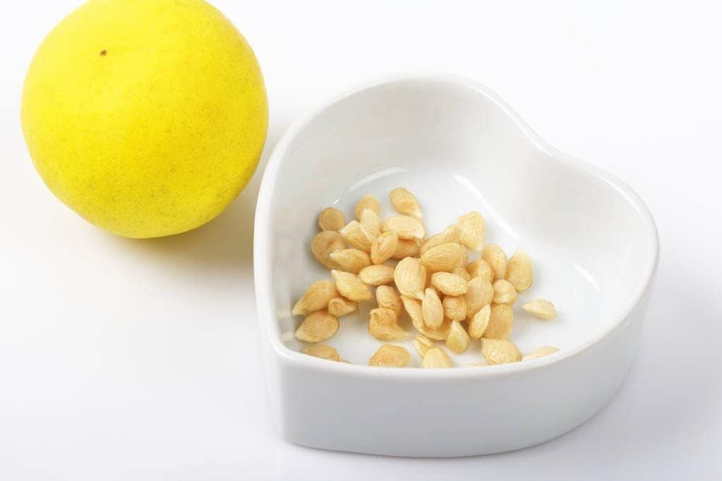 Grow 30 Organic Lemon Seeds – High Survival Rate for Air Purifying Home Gardens