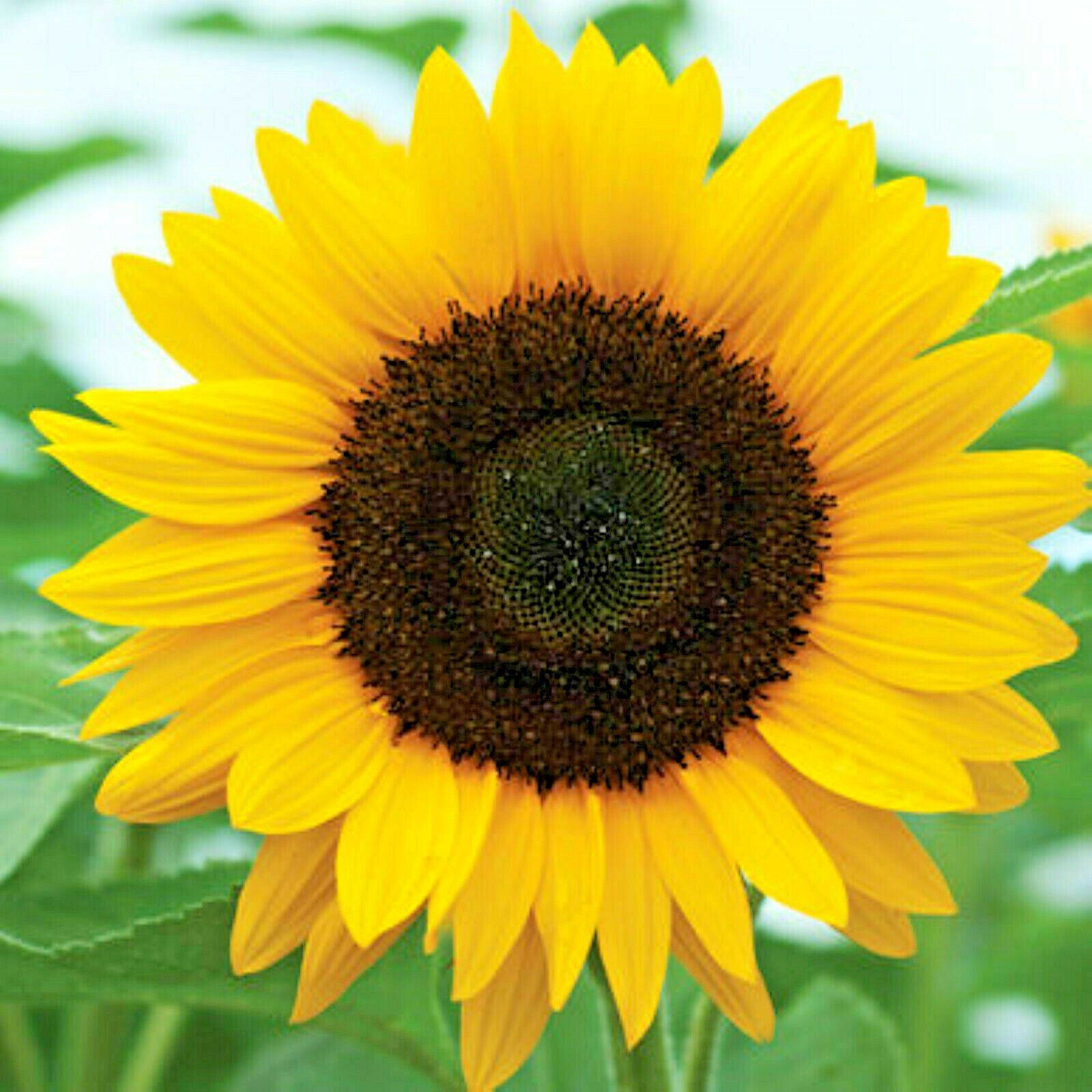 BlackOil Sunflower 100 Seeds Organic Non-GMO The Brooklyn Botanical Garden Club!