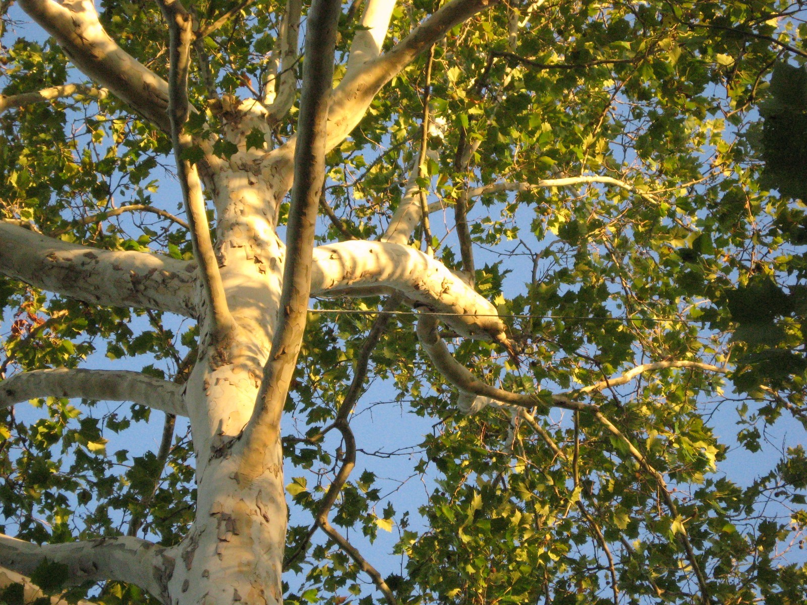 American Sycamore (Platanus occidentalis), 100 seeds