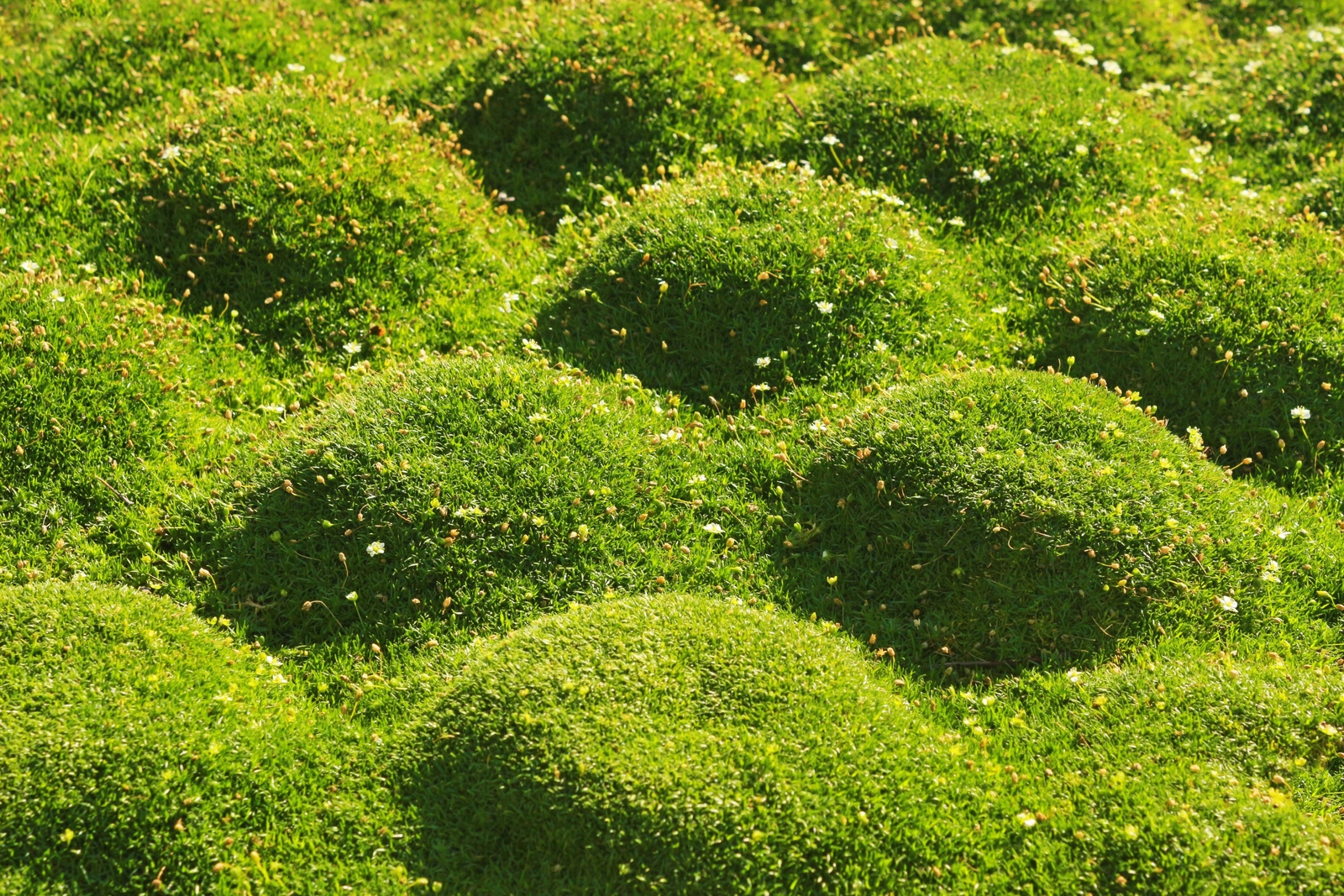 50 IRISH MOSS Groundcover Heath Pearlwort Sagina Subulata White Flower Seeds