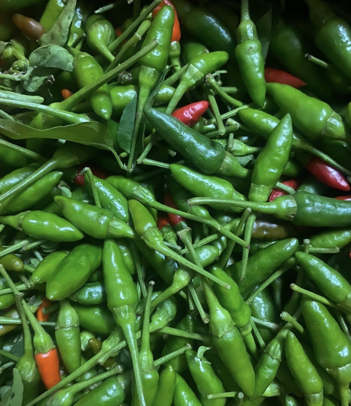 Ot Xiem rung/ Bird’s Eye Chili Ớt Xiêm Rừng việt Nam Dễ Trồng Easy Grow 40 Seeds