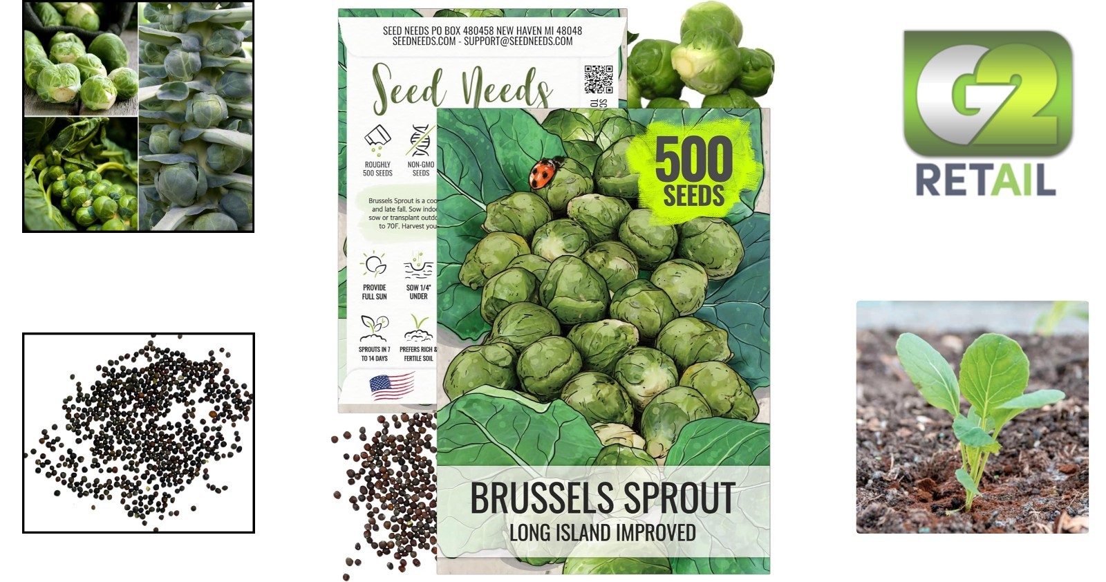 Long Island Brussels Sprouts – 500 Heirloom Seeds for Delicious Homegrown Flavor