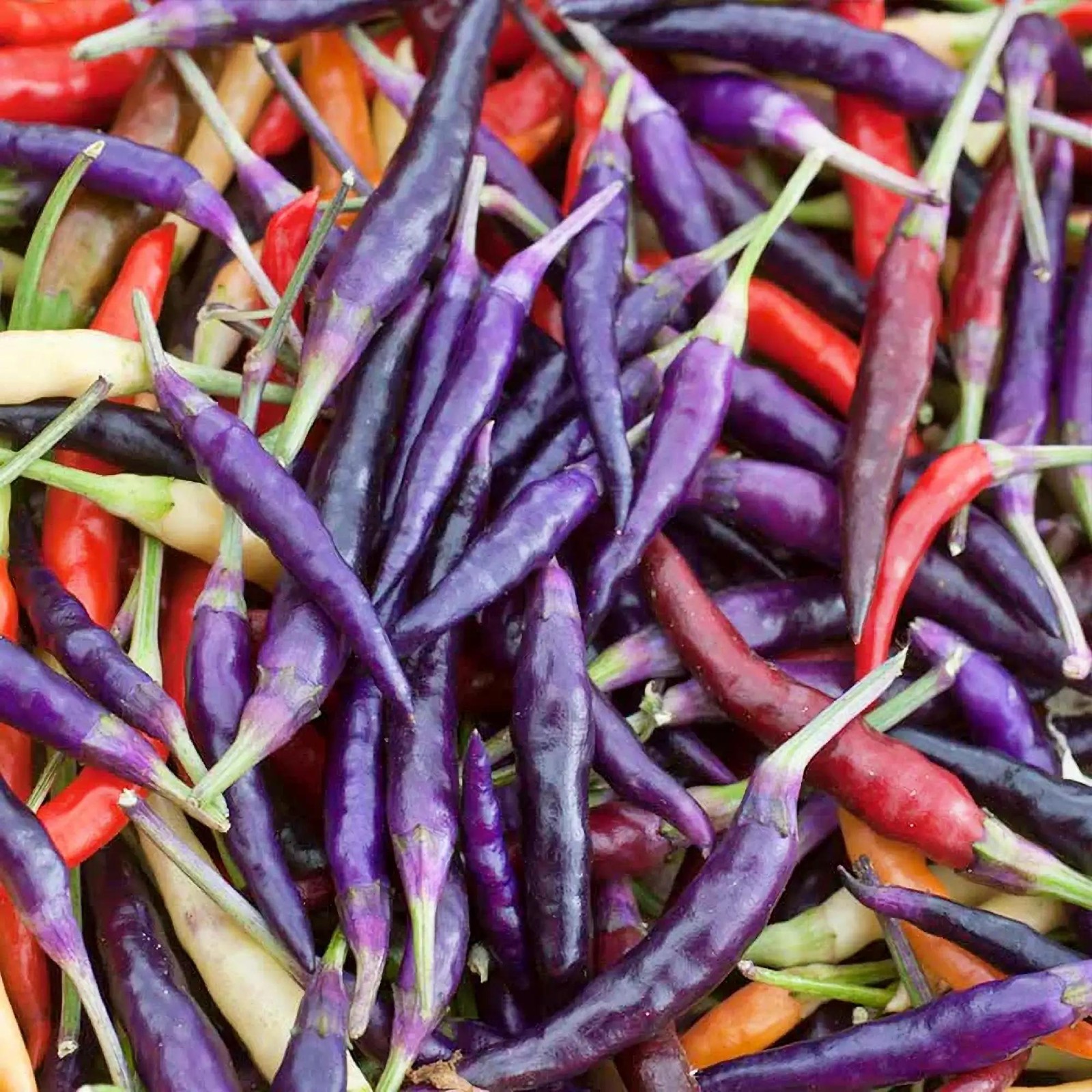 Purple Cayenne Chili Box Garden Seeds LLC Heirloom USA Grown Hot Pepper