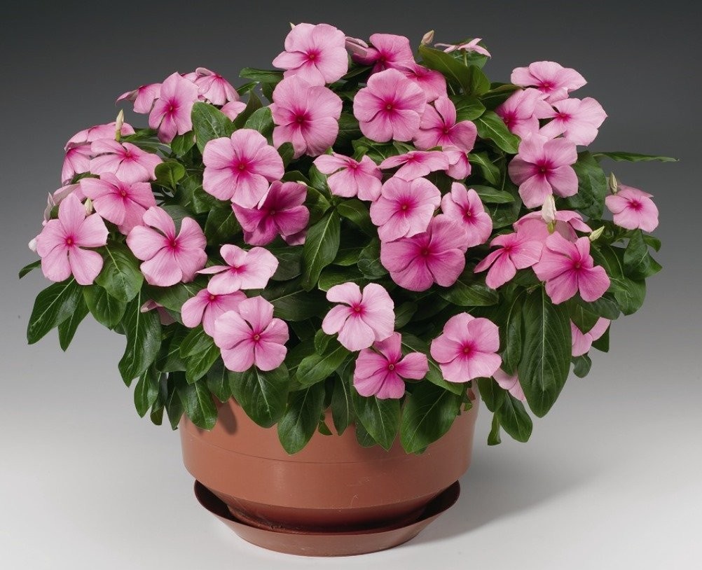 Seeds4planting – Seeds Periwinkle Madagascar Vinca Rosea Mix Balcony Perennai…