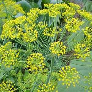 Dill Seed-a-Plenty Anethum graveolens 5,000 seeds