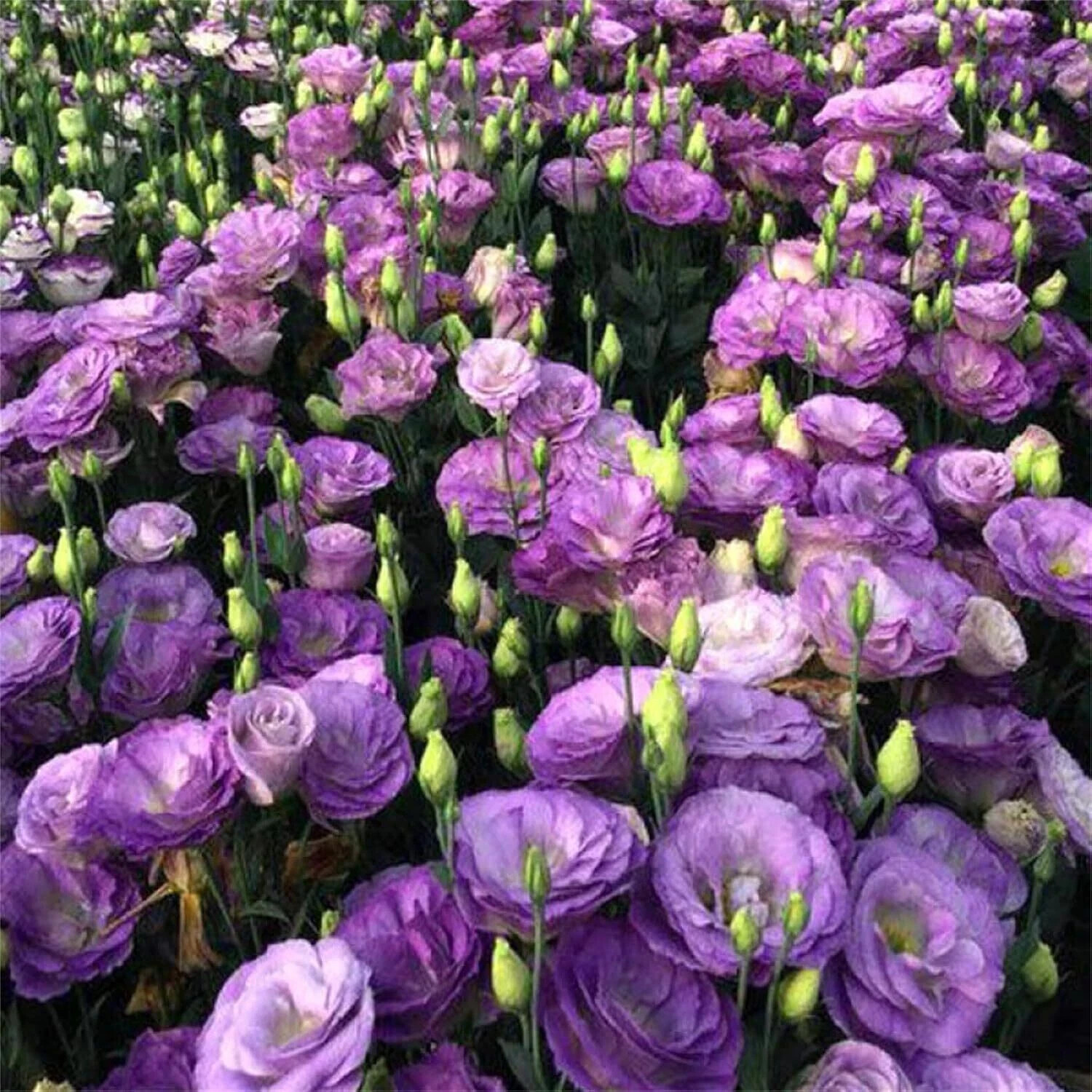 Lisianthus Seeds Pack of 1000+ Mixed Color Eustoma Grandiflorum Seeds Flower …
