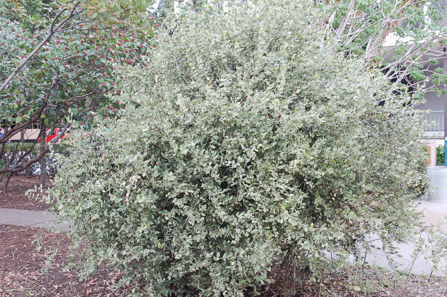 Jojoba, Simmondsia chinensis, Seeds (Edible, Long Lived Desert Shrub, Hedge)