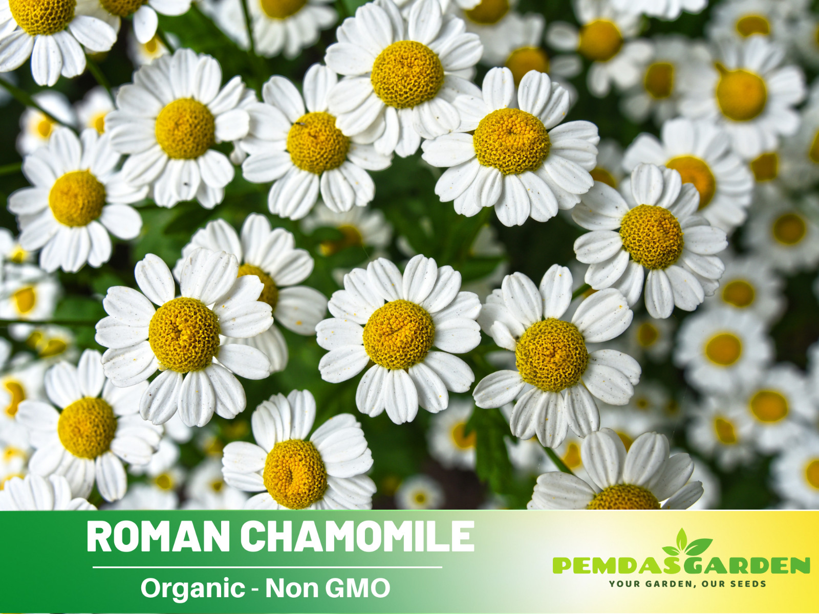 110 seeds| Roman Chamomile Flower Seeds #6001