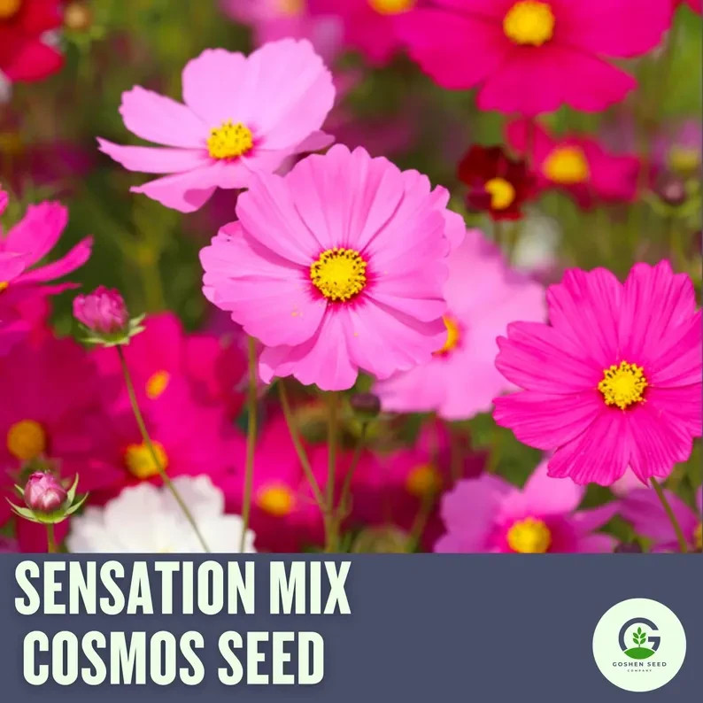 Cosmos Flower Seed Collection – 5 Vibrant Varieties, Heirloom, Pollinator-Friend