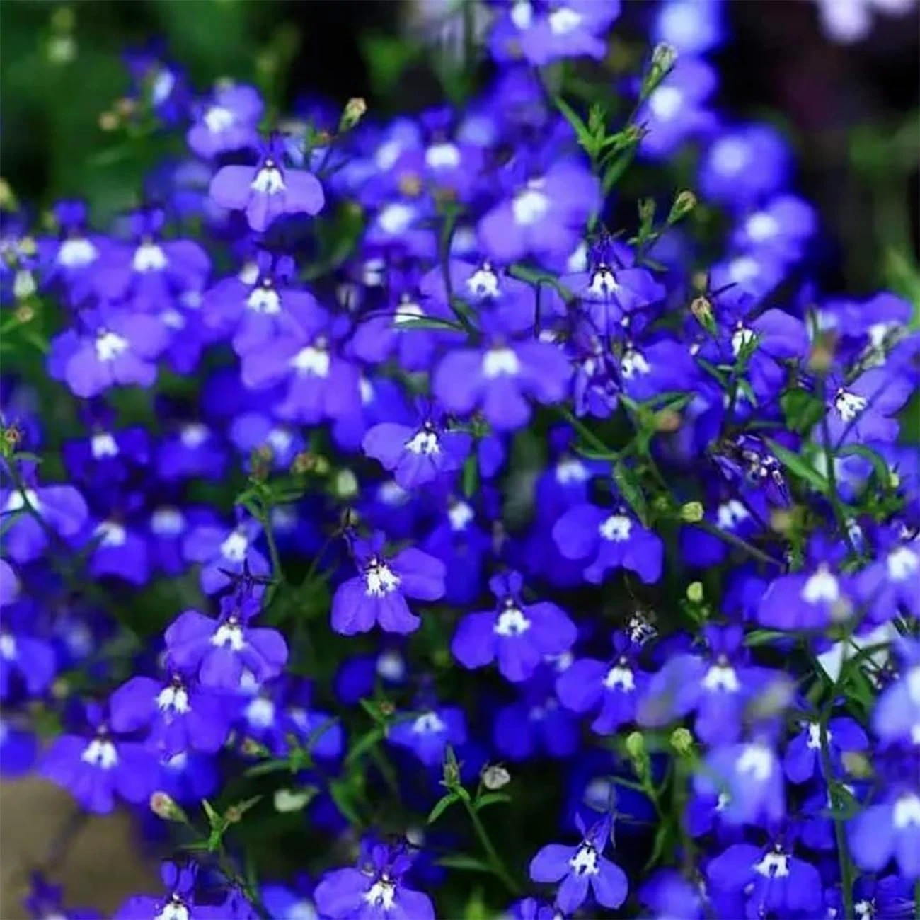 20000+ Magic Blue Creeping Thyme Seeds for Planting Ground Cover Plants Brown