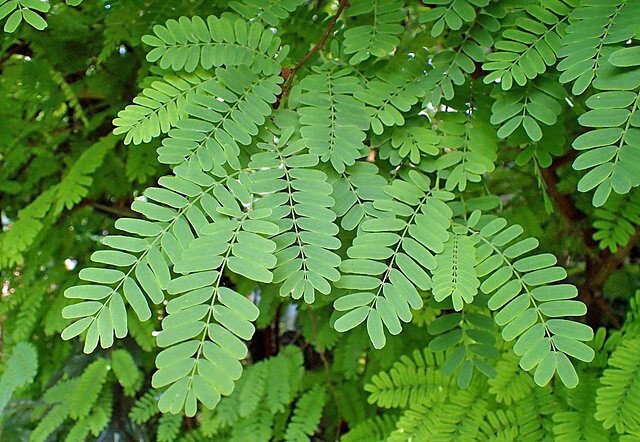 Tamarindus indica | Tamarind | 5 Seeds