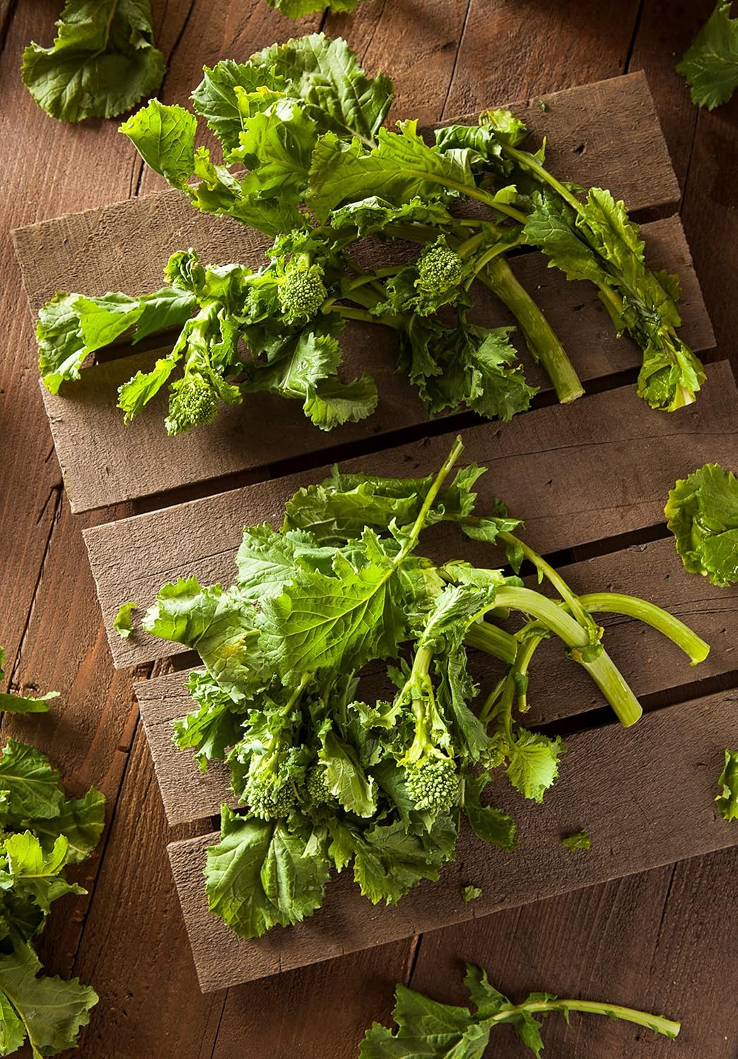 “Spring Rapini” Broccoli Raab Seeds – Fast-Growing Early Broccoli Raab – Harvest