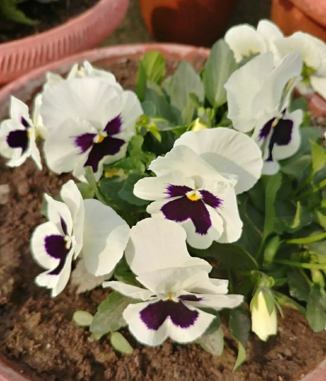 50- Pansy Flower Seeds Silverbride Pansies
