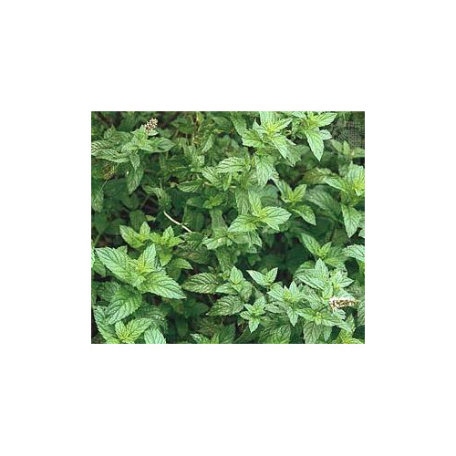 Spearmint Great Garden Herb By Seed Kingdom 5,000 Seeds