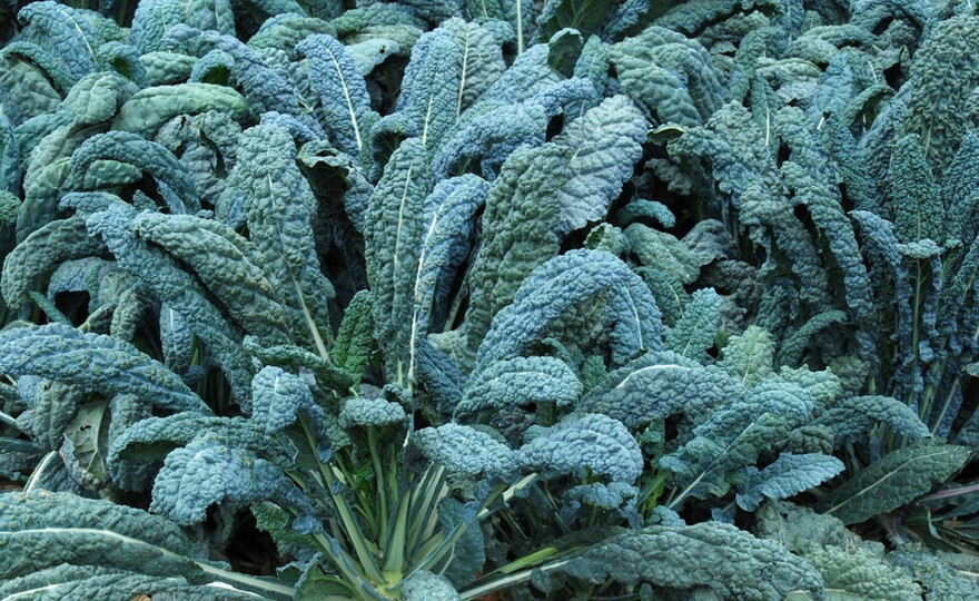 LACINATO DINOSAUR KALE 250 SEEDS NON-GMO FRESH FOR 2024 GARDENS