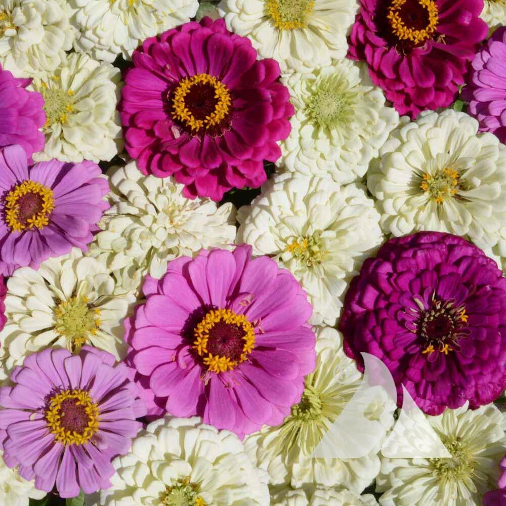 Zinnia BLUEBERRY CHEESECAKE Zinnia Mix Attracts Hummingbirds! Non-GMO 200 Seeds!