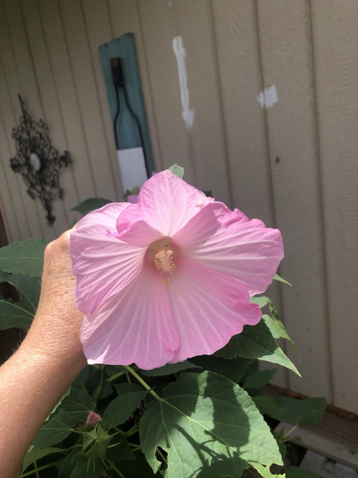50 Seeds Hibiscus Light Pink 50 Mallow Rose seeds Free US shipping!