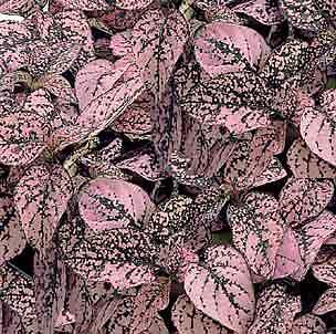 Hypoestes Confetti Pink 500 seeds