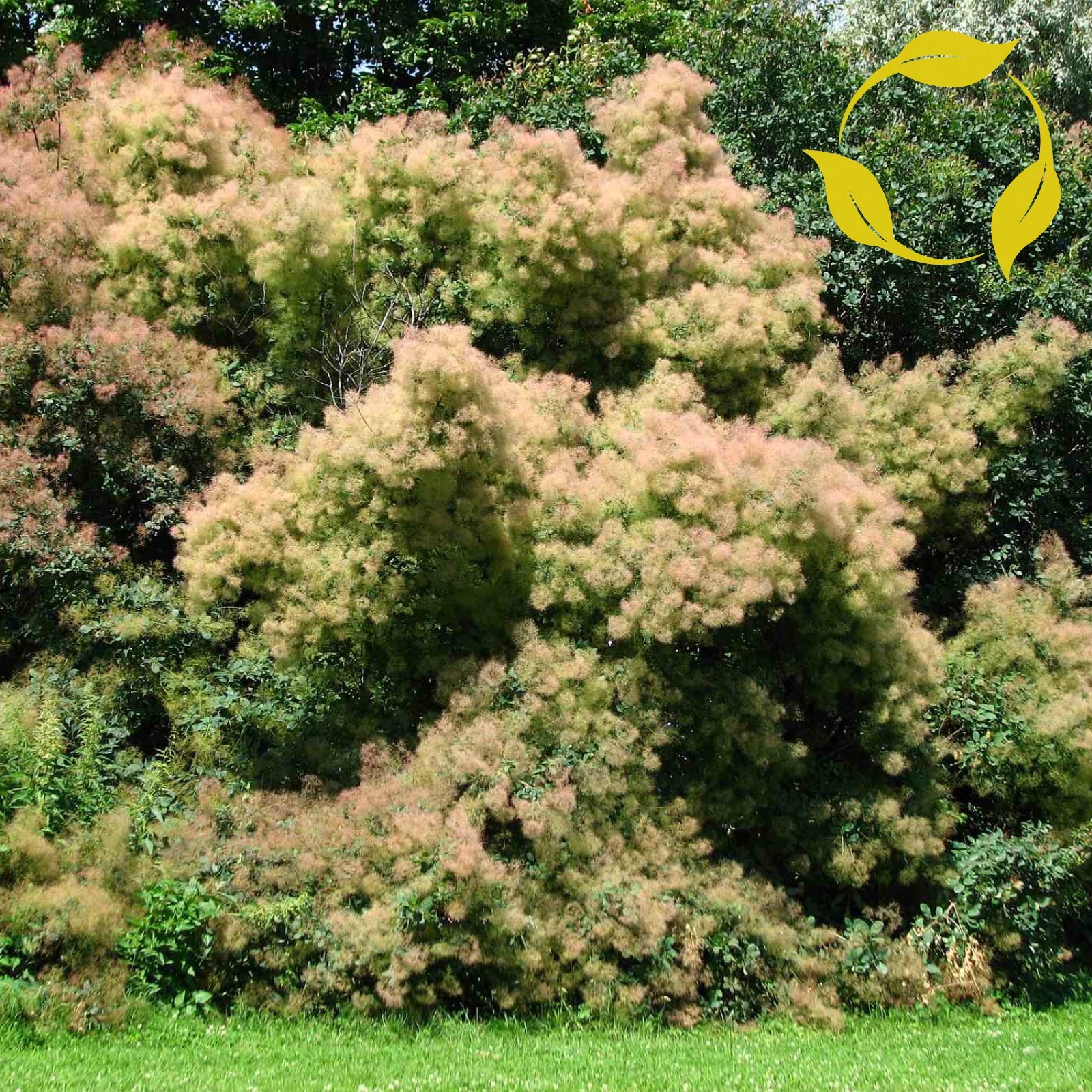 EUROPEAN SMOKEBUSH Cotinus Coggygria 10,20,50 SEEDS
