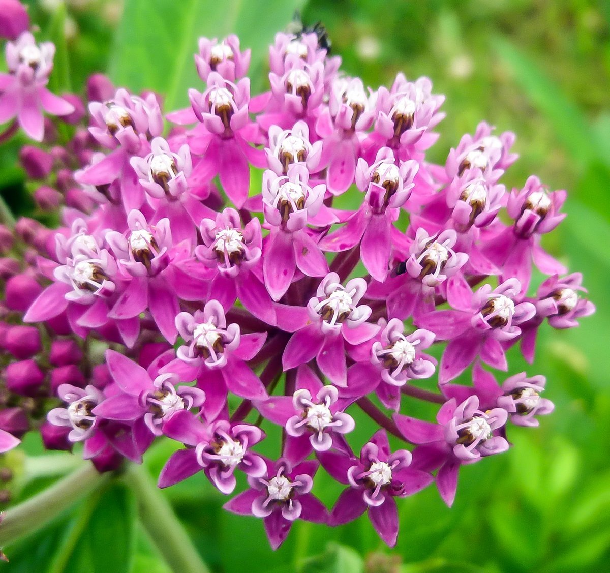 51+SWAMP ROSE MILKWEED Seeds Native Wildflower Patio Container Flower Garden