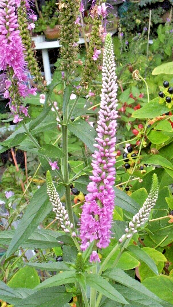 pink veronica longifolia, 160 seeds, LONG LEAF SPEEDWELL, HARDY *USA seller