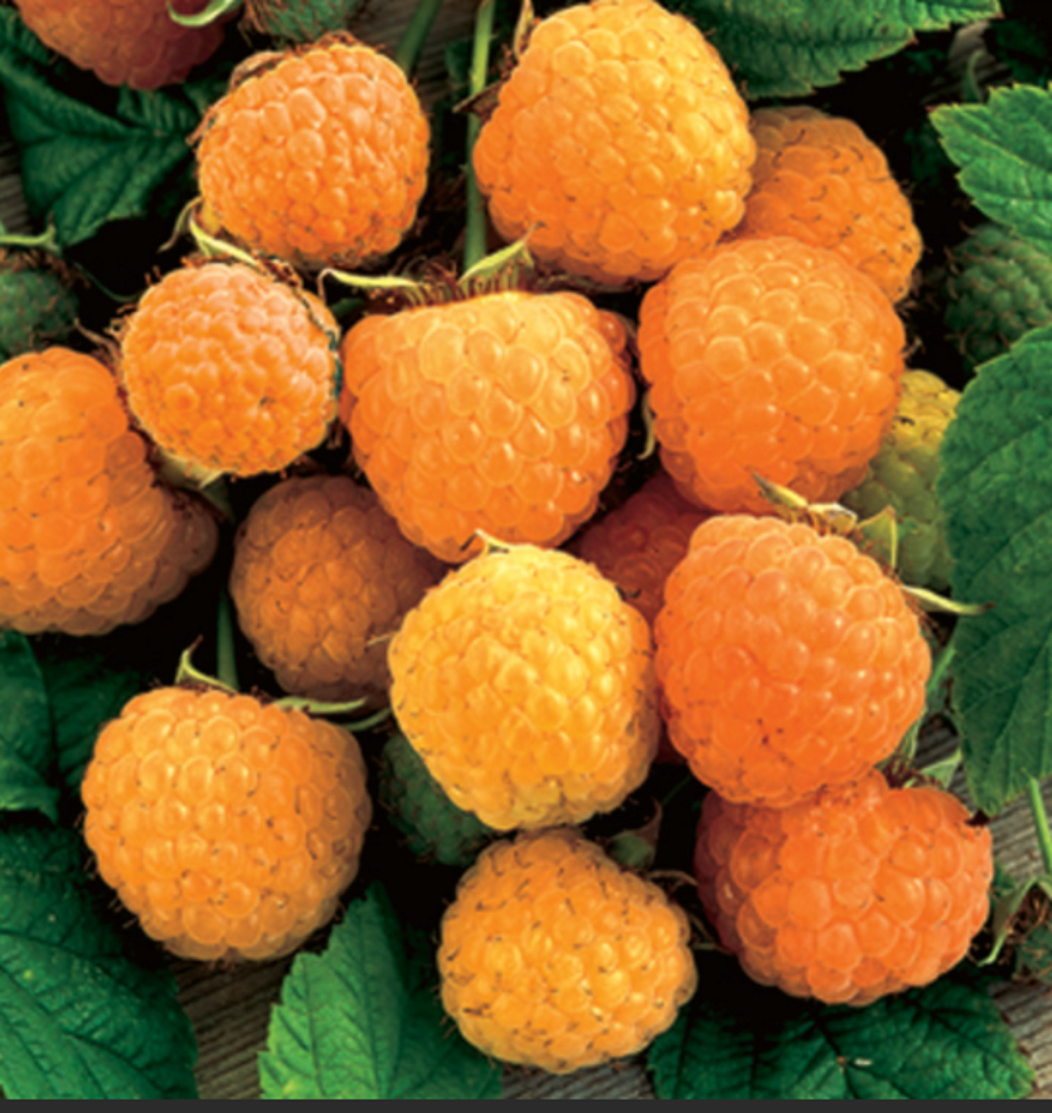 RARE ANNE YELLOW RASPBERRY- Combined Shipping Discount – 15+ seeds (USA seller)