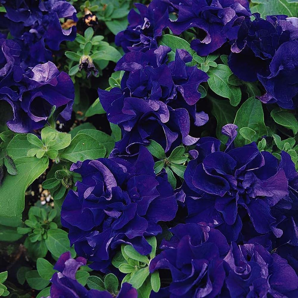 300+ Double Petunia Seeds for Planting Dwarf Wave Petunia Flower Non-GMO Heirloo