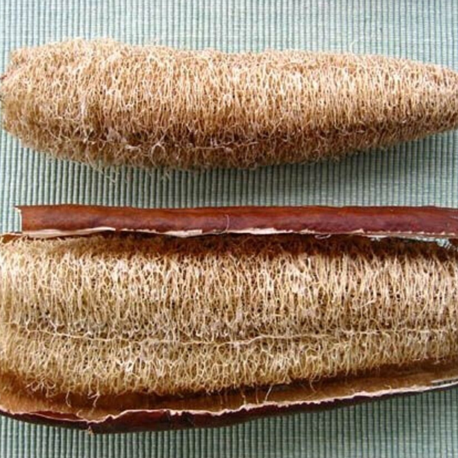 Super Long Luffa Gourd Seeds – 30 Seeds – Non-GMO Heirloom Variety